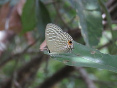 Jamides alecto dromicus