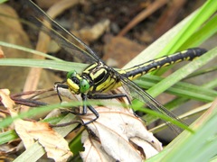 Gomphurus lineatifrons
