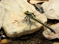 Gomphurus lineatifrons