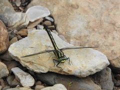 Gomphurus lineatifrons