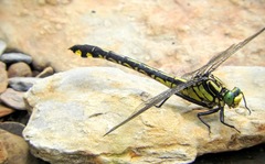 Gomphurus lineatifrons