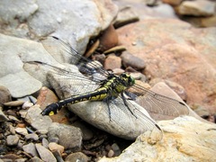 Gomphurus lineatifrons