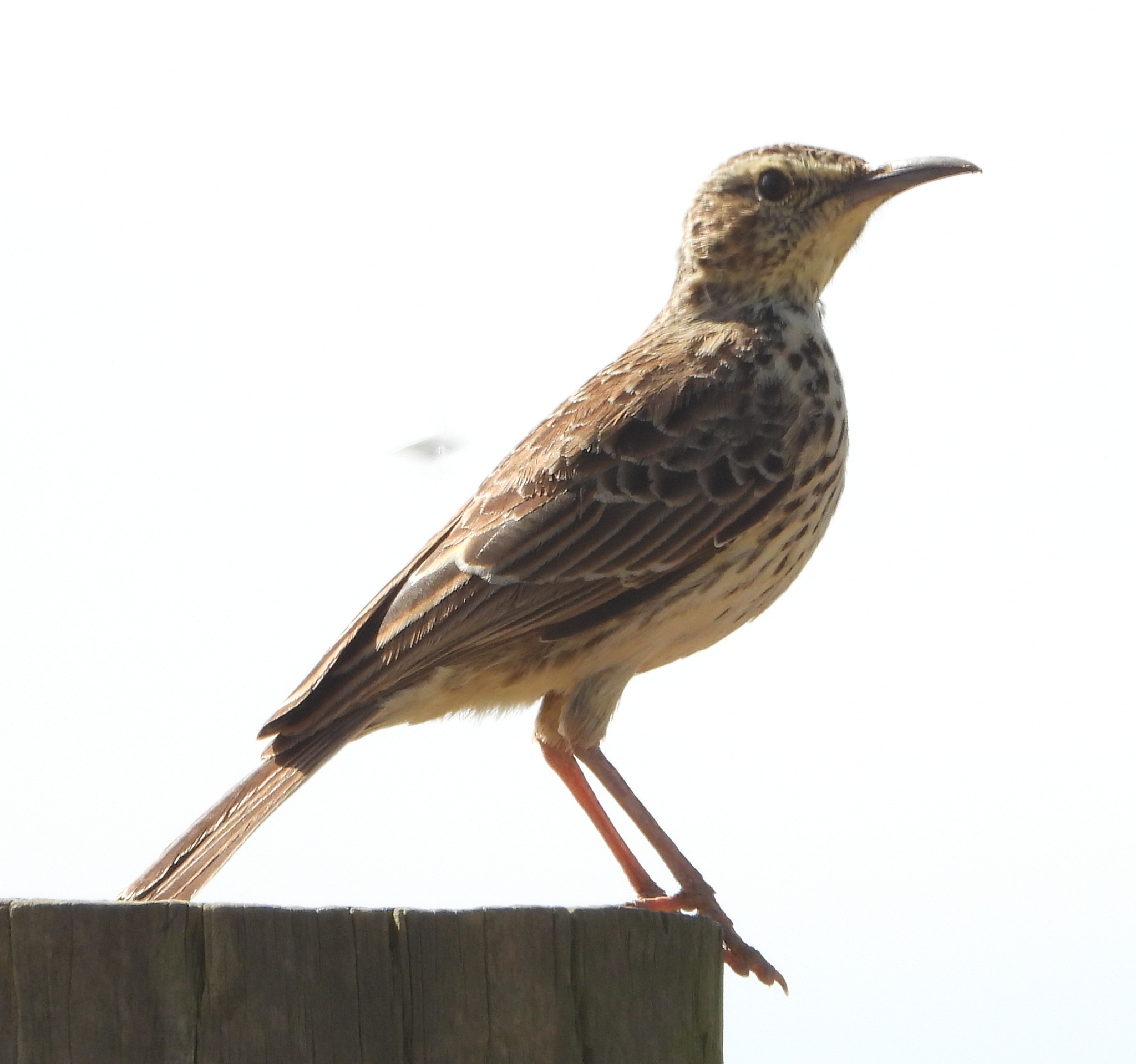 Cape Long-billed Lark (Certhilauda curvirostris), photo 5