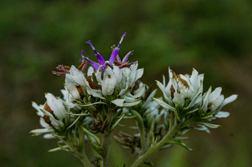 Baccharoides calvoana subsp. meridionalis image