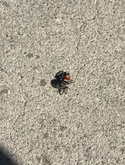 Phidippus