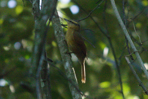 Ochre-breasted Foliage-gleaner (Anabacerthia lichtensteini), photo 8