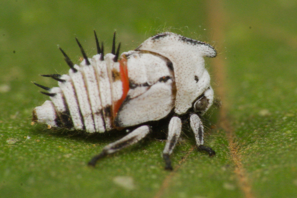 Enchophyllum quinquemaculatum