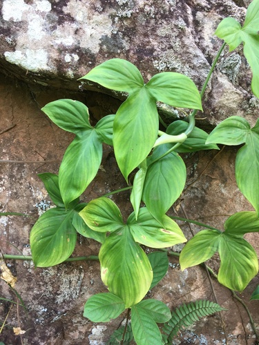 Philodendron camposportoanum thumbnail