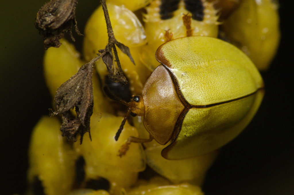 Paraselenis scapulosa