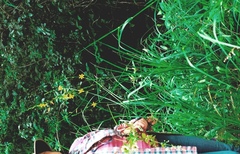 Echeandia breedlovei