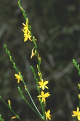 Echeandia breedlovei