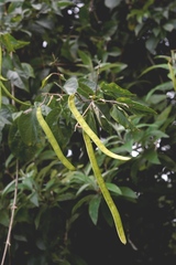 Fridericia chica