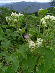 Baccharoides calvoana subsp. meridionalis image
