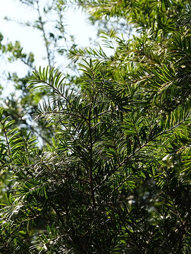 Image of Keteleeria davidiana by no rights reserved