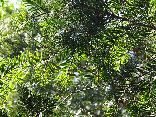 Image of Keteleeria davidiana by no rights reserved