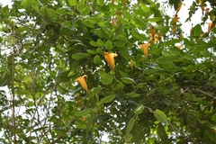 Ipomoea aurantiaca