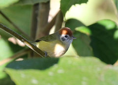 Hylophilus poicilotis