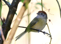 Hylophilus poicilotis