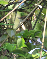 Syndactyla rufosuperciliata