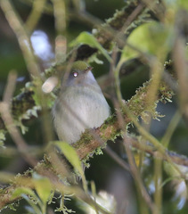 Ilicura militaris