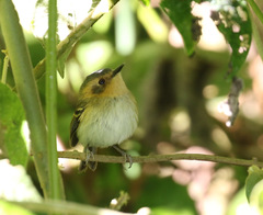 Poecilotriccus plumbeiceps