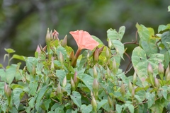 Operculina pteripes