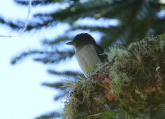 Pachyramphus validus