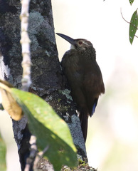 Xiphocolaptes albicollis