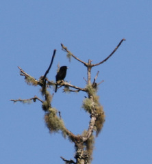Knipolegus cyanirostris