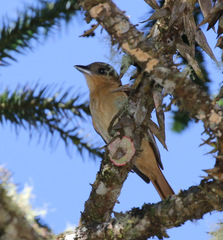 Pachyramphus validus