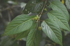 Acalypha leptopoda