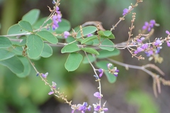 Desmodium purpusii
