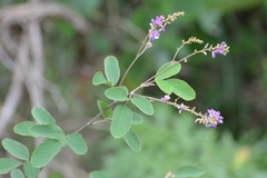 Desmodium purpusii