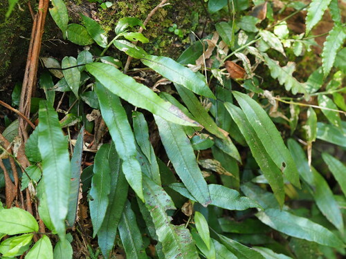 Image of Deparia lancea by no rights reserved