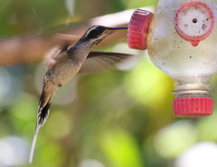 Phaethornis eurynome