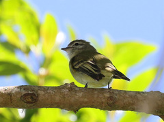 Phyllomyias fasciatus
