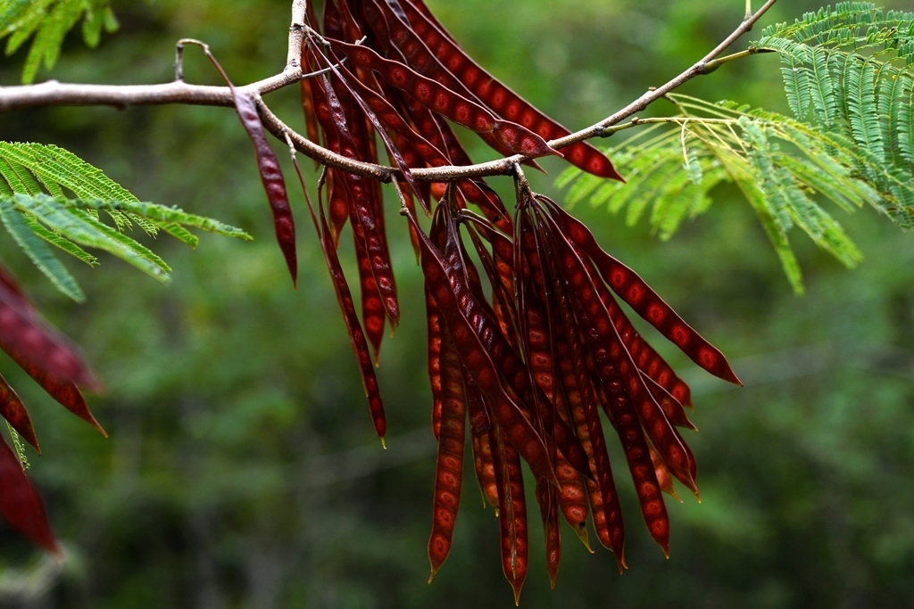 Leucaena collinsii (Leucaena collinsii)