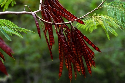 Leucaena collinsii (Leucaena collinsii)