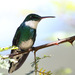 White-throated Hummingbird - Photo (c) guyincognito, some rights reserved (CC BY-NC), uploaded by guyincognito