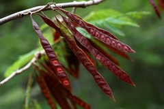 Leucaena collinsii