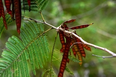 Leucaena collinsii