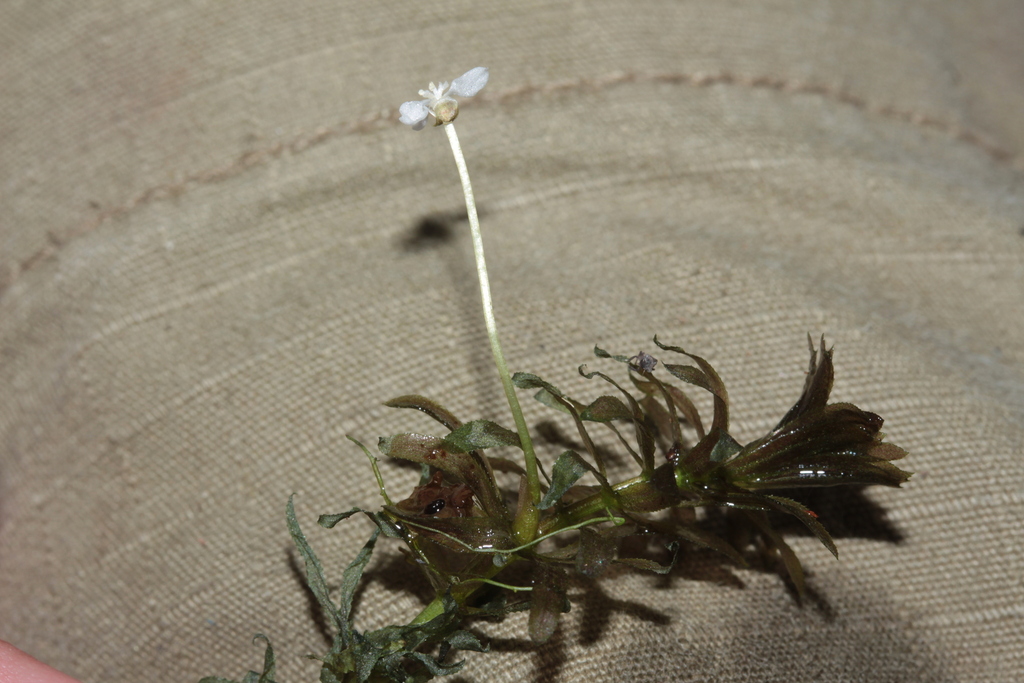 (Elodea granatensis) Botanical Realm