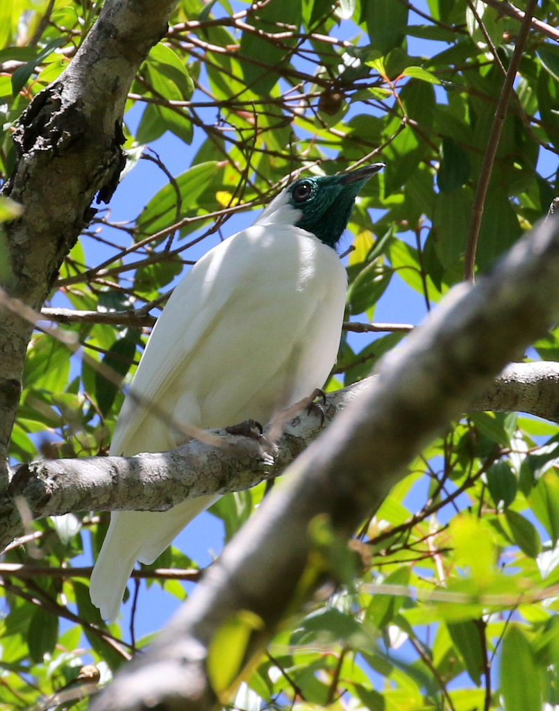 Neotropical Bellbirds