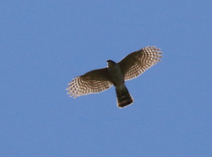 Accipiter striatus erythronemius