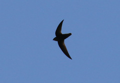 Chaetura meridionalis