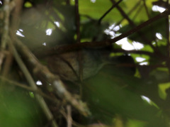 Psilorhamphus guttatus