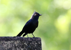 Knipolegus lophotes