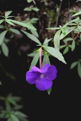 Achimenes cettoana