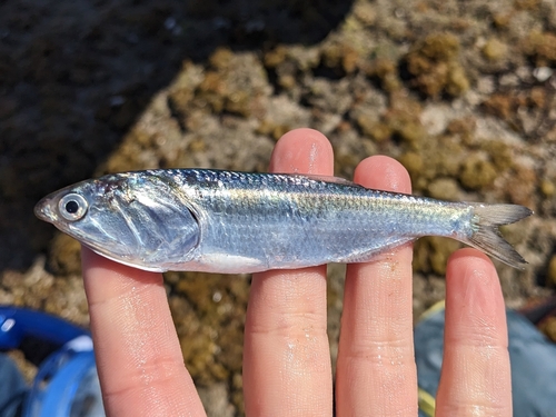 Anchovy (Cetengraulis mysticetus) — Engraulidae — 2