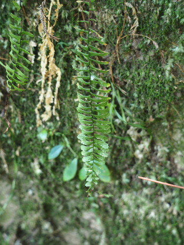 Image of Asplenium normale by no rights reserved